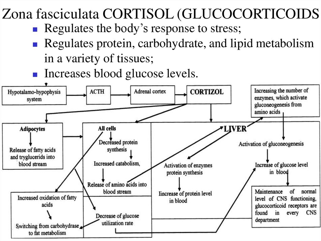 Zona fasciculata CORTISOL (GLUCOCORTICOIDS