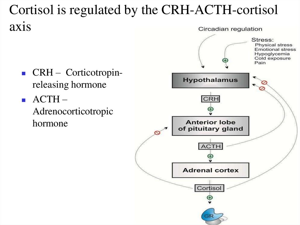 Cortisol is regulated by the CRH-ACTH-cortisol axis