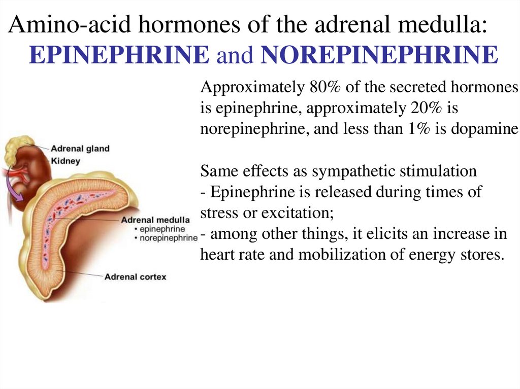Amino-acid hormones of the adrenal medulla: