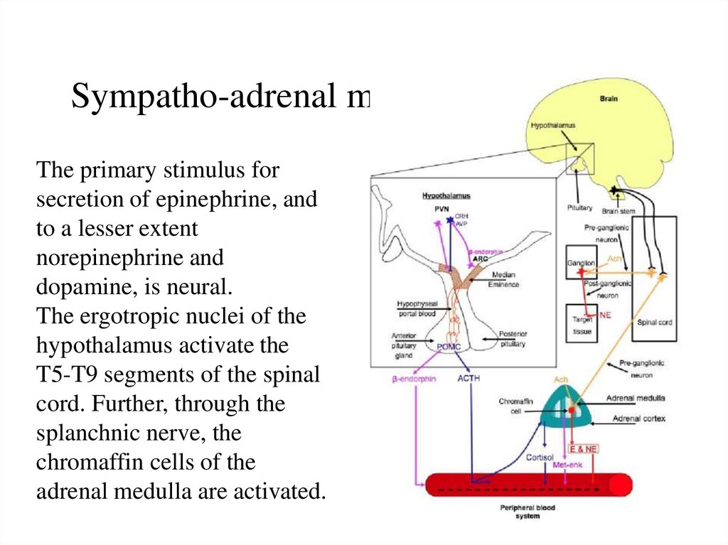 Sympatho-adrenal medullary system
