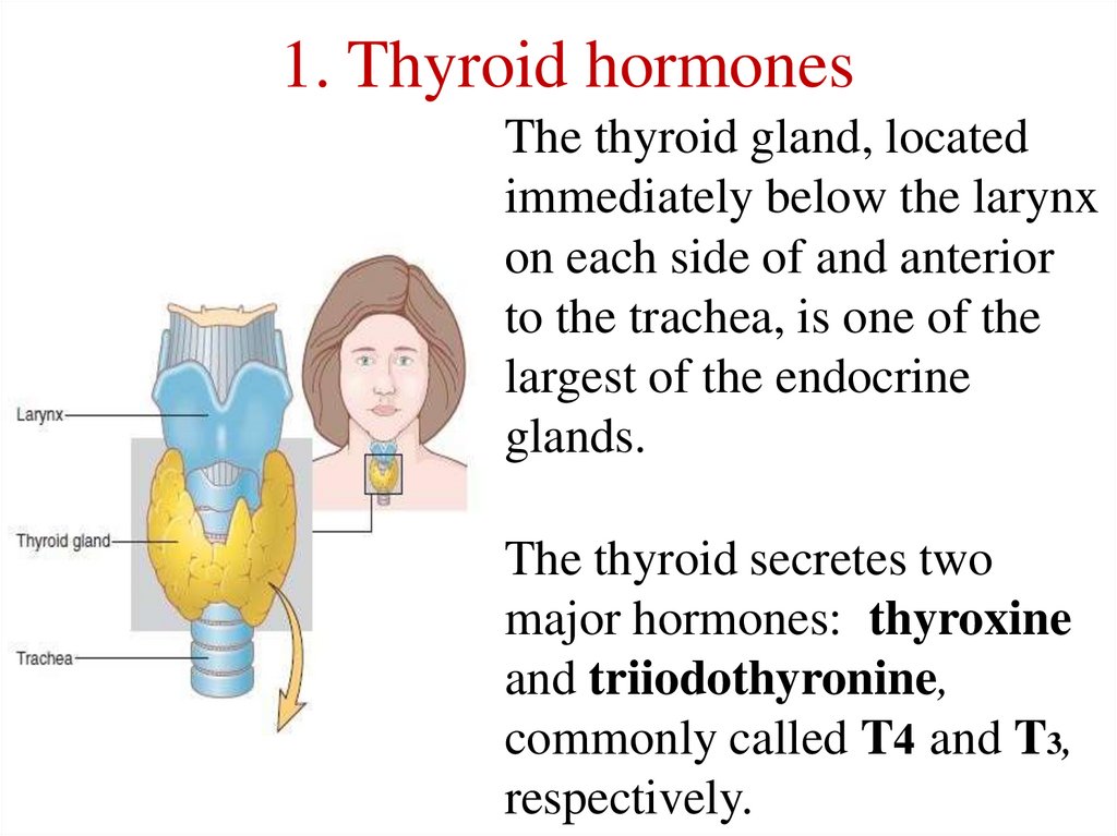 1. Thyroid hormones