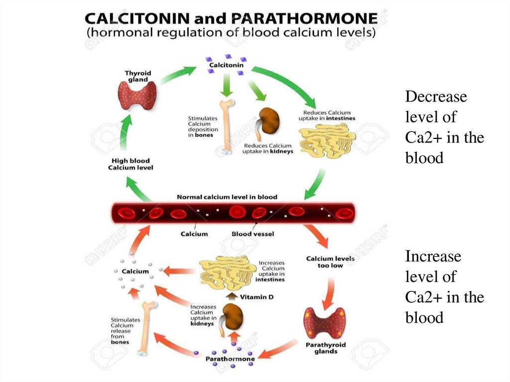Decrease level of Ca2+ in the blood
