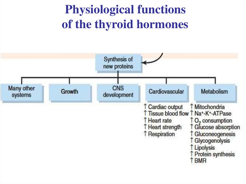 Physiological functions of the thyroid hormones