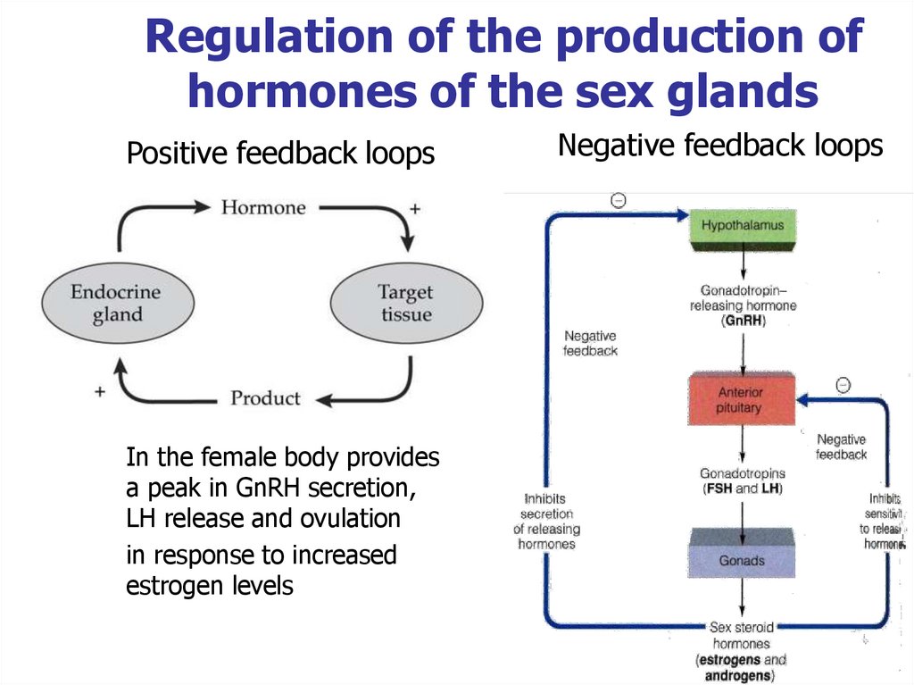 Regulation of the production of hormones of the sex glands