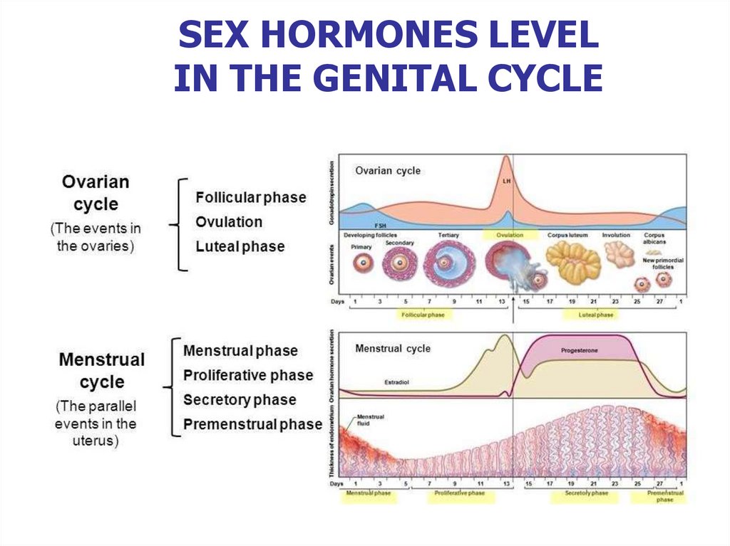 SEX HORMONES LEVEL IN THE GENITAL CYCLE