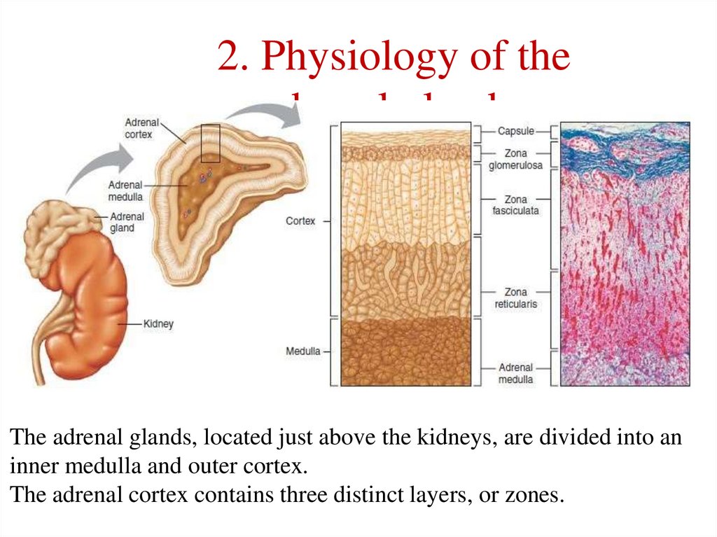 2. Physiology of the adrenal glands