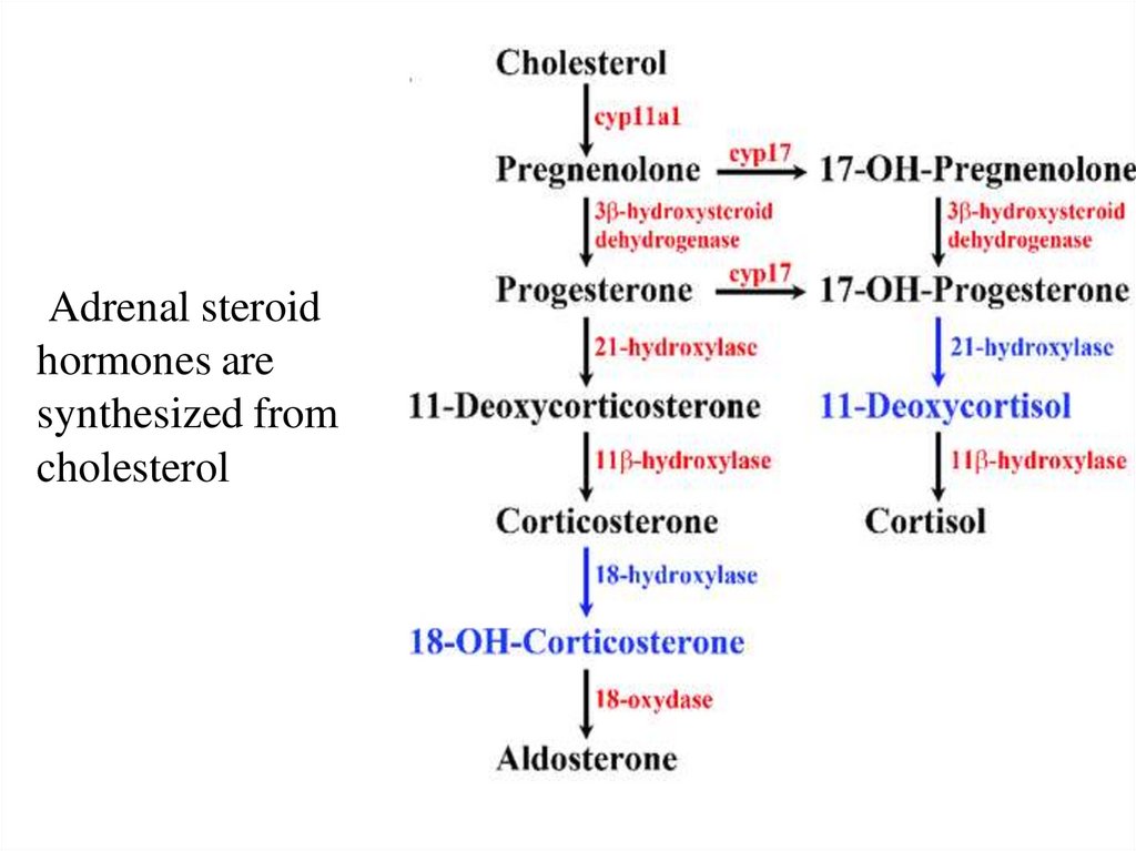 Adrenal steroid hormones are synthesized from cholesterol