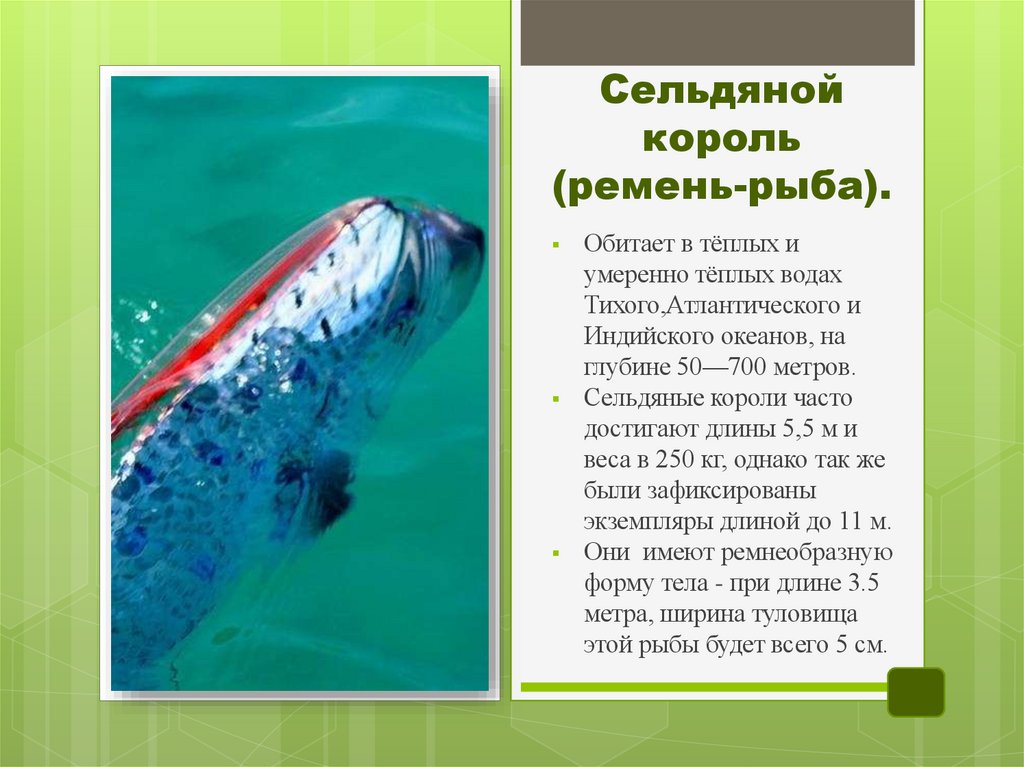 Сельдяной король (ремень-рыба).