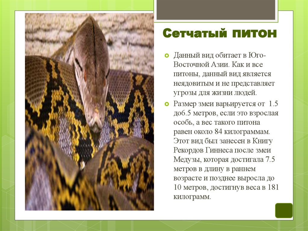 Сетчатый питон