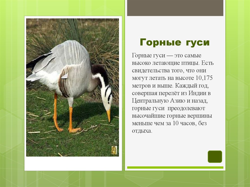 Горные гуси