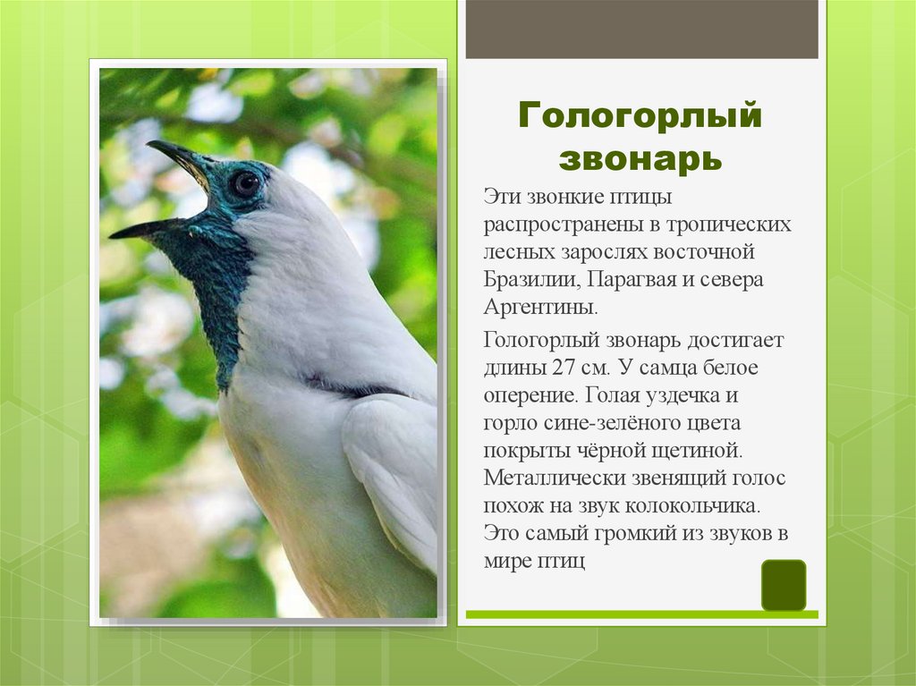 Гологорлый звонарь