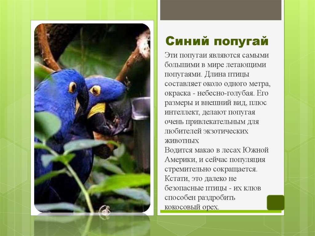 Синий попугай