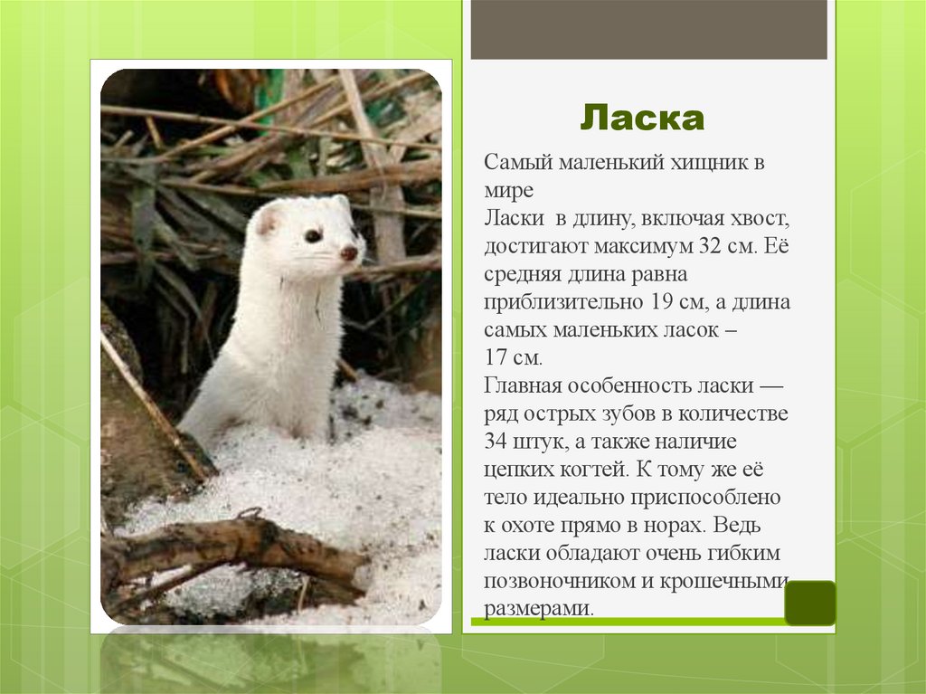Ласка