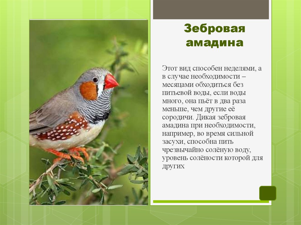 Зебровая амадина