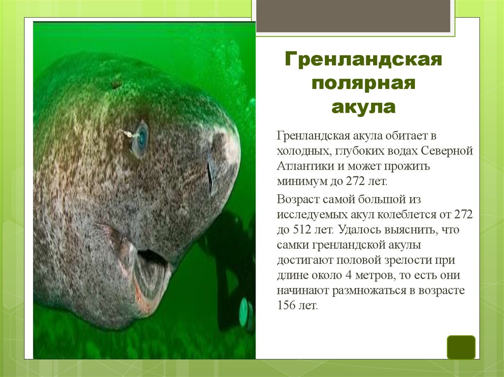 Гренландская полярная акула