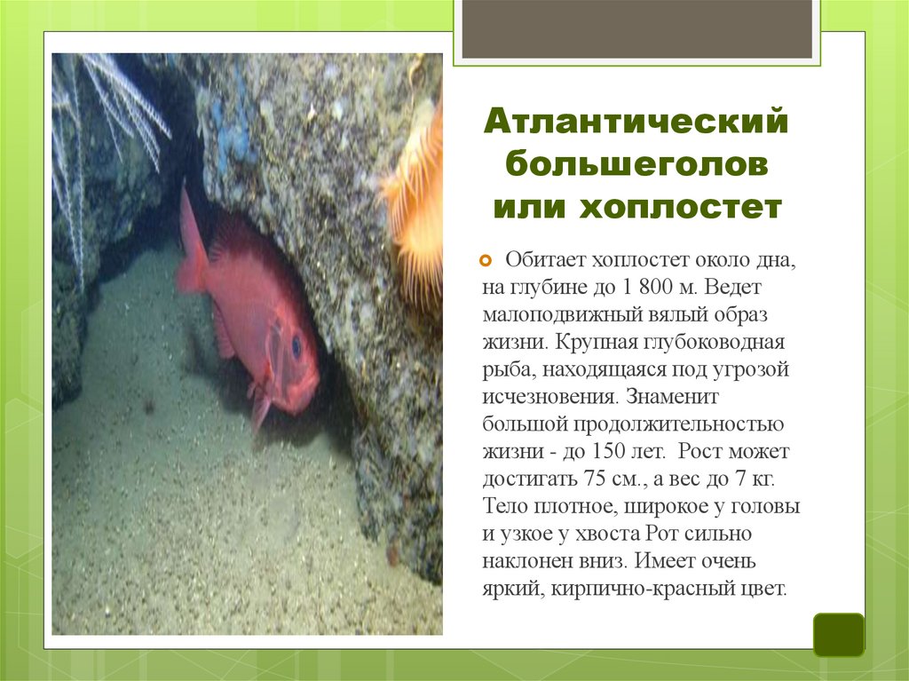 Атлантический большеголов или хоплостет