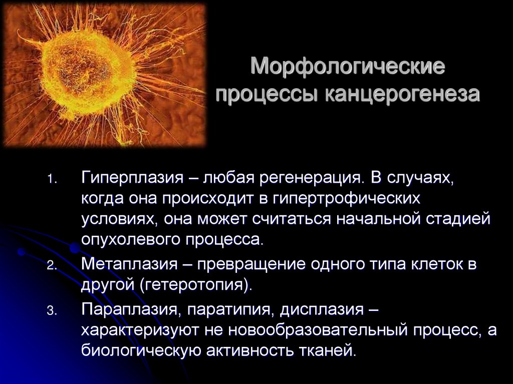 Морфологические процессы канцерогенеза