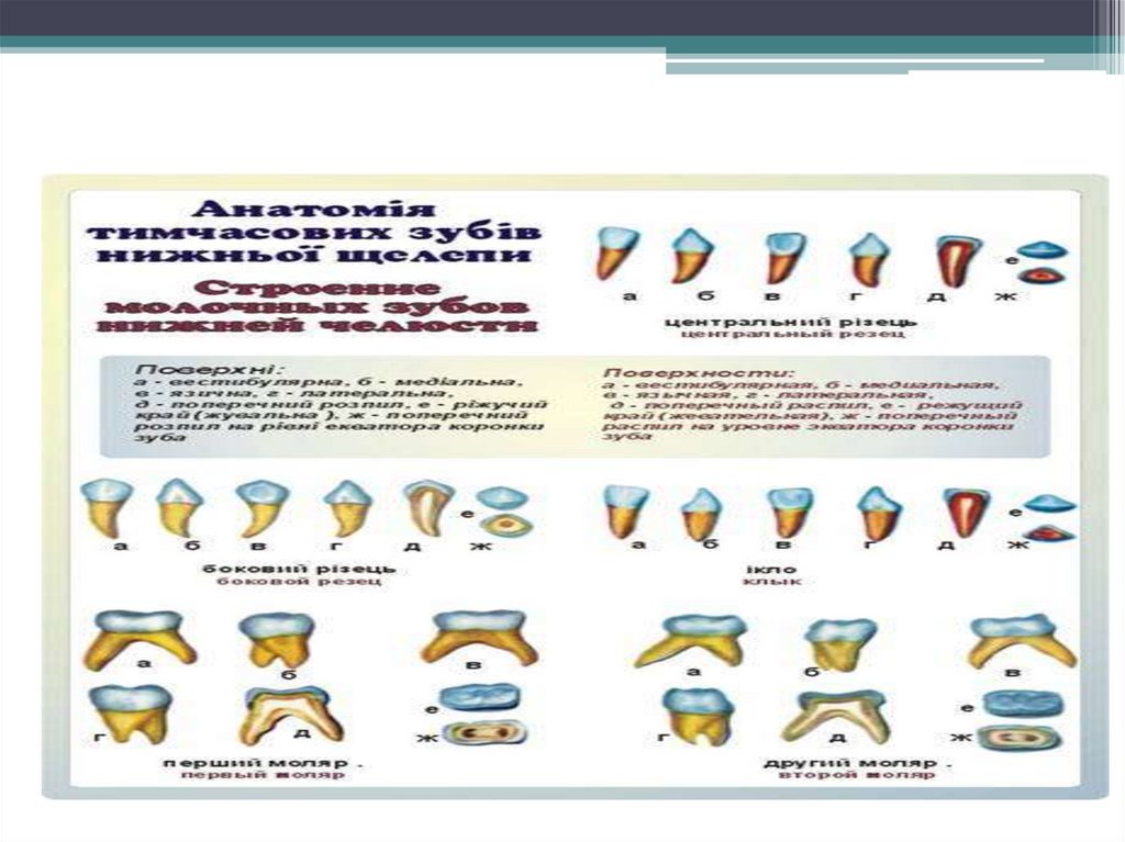 Временные зубы нижней челюсти.