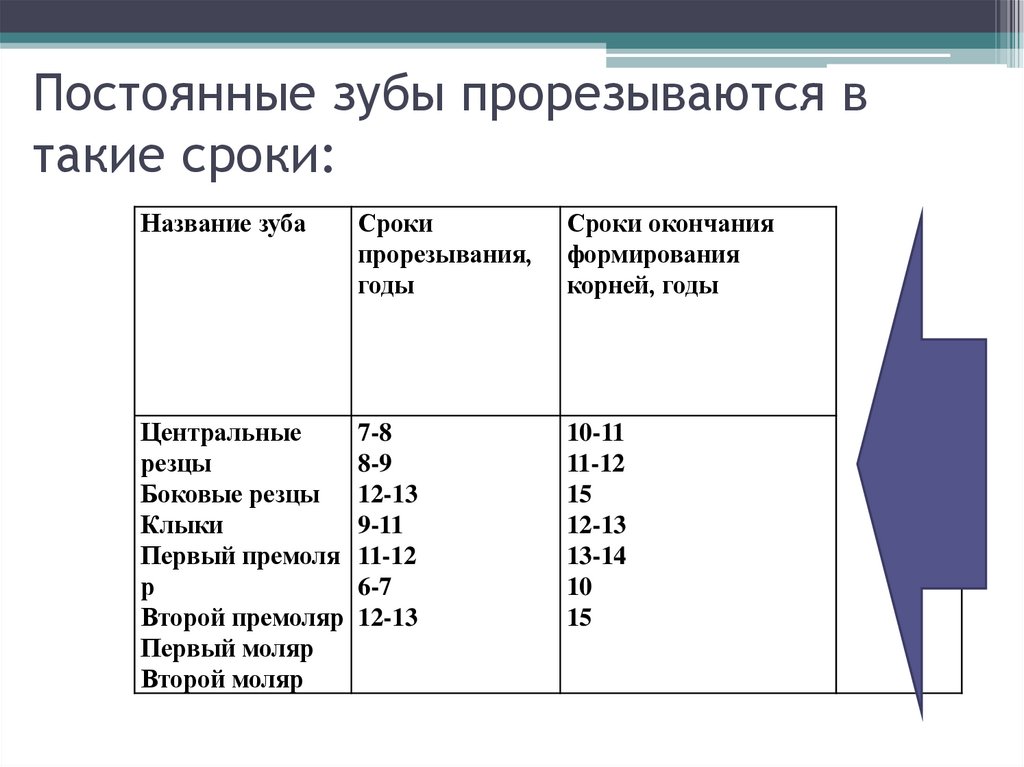 Постоянные зубы прорезываются в такие сроки:  