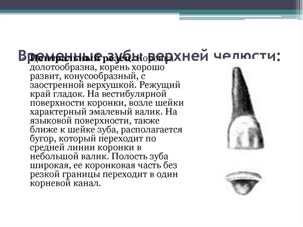 Временные зубы верхней челюсти: