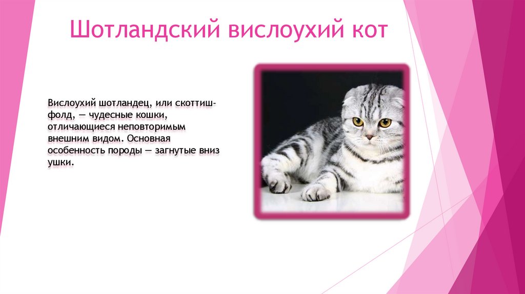 Шотландский вислоухий кот