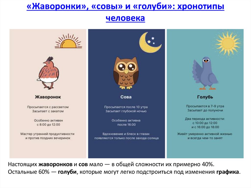 «Жаворонки», «совы» и «голуби»: хронотипы человека