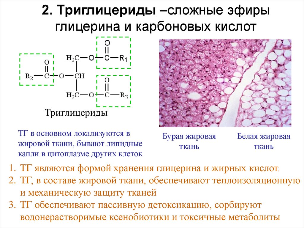 2. Триглицериды –сложные эфиры глицерина и карбоновых кислот