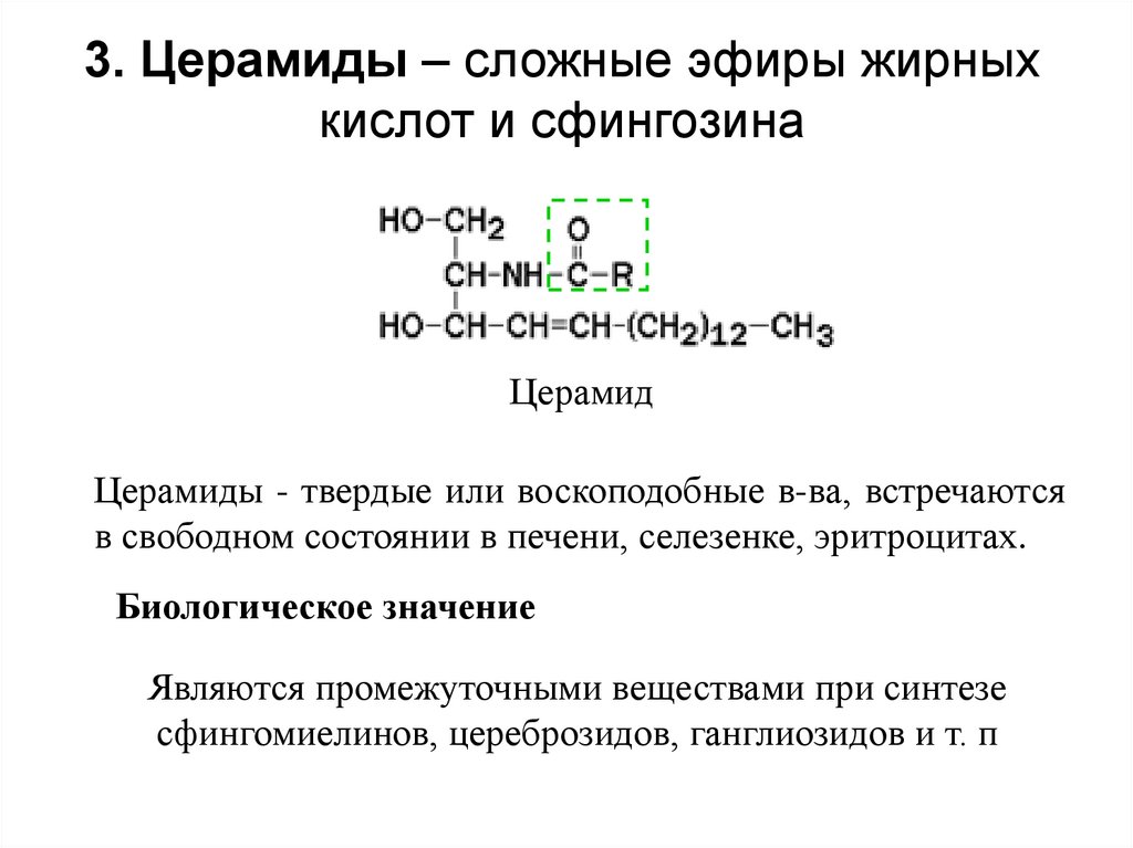 3. Церамиды – сложные эфиры жирных кислот и сфингозина