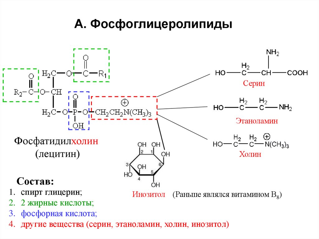 А. Фосфоглицеролипиды