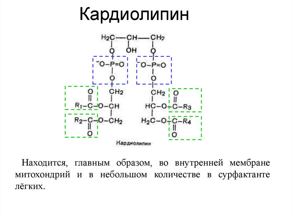 Кардиолипин