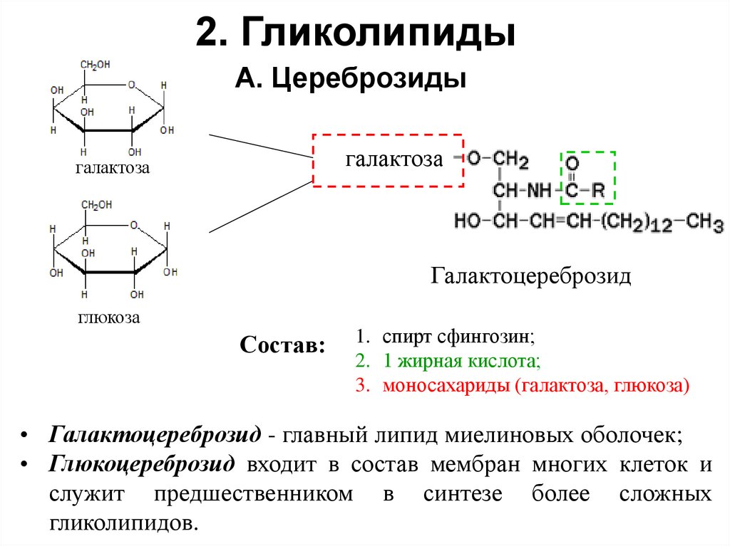 2. Гликолипиды