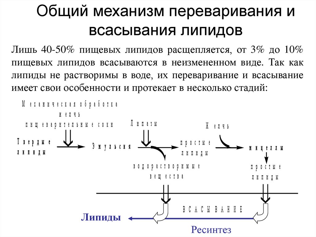 Общий механизм переваривания и всасывания липидов