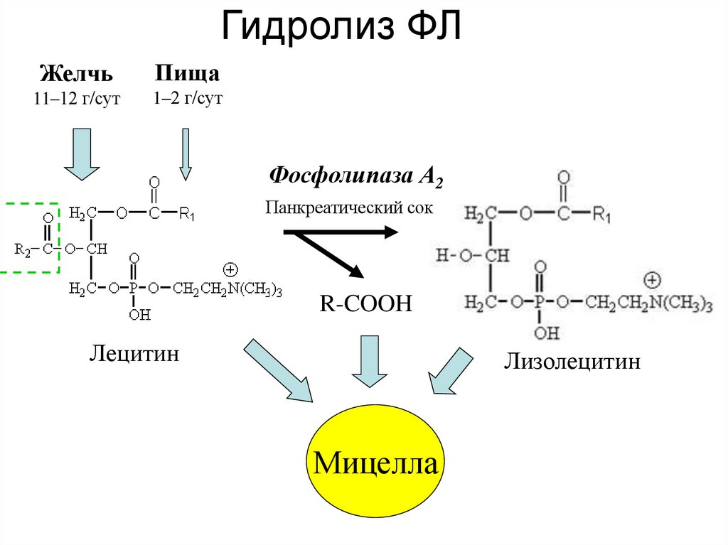Гидролиз ФЛ