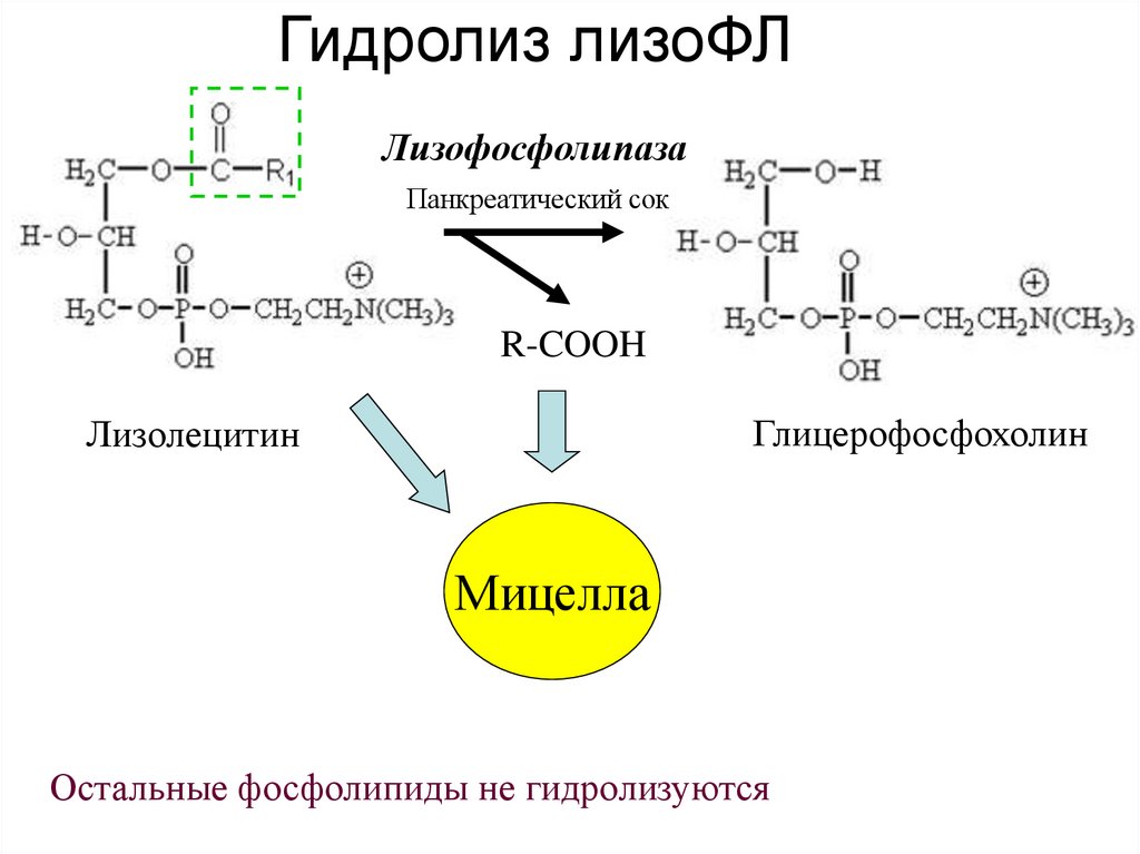 Гидролиз лизоФЛ