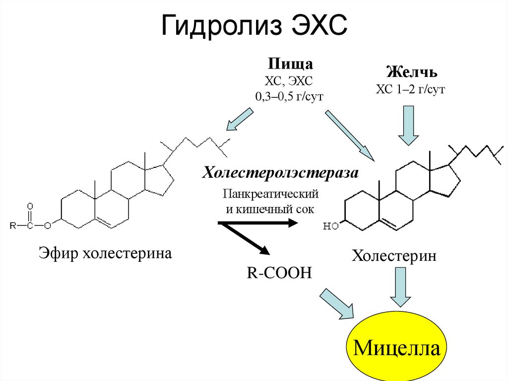 Гидролиз ЭХС