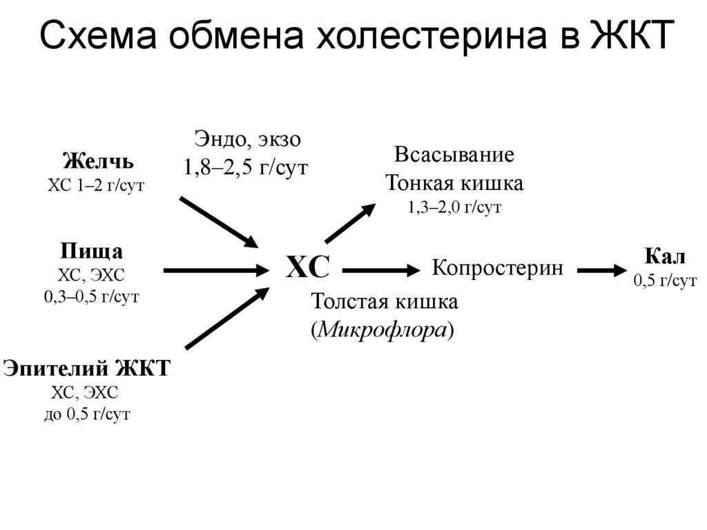 Схема обмена холестерина в ЖКТ