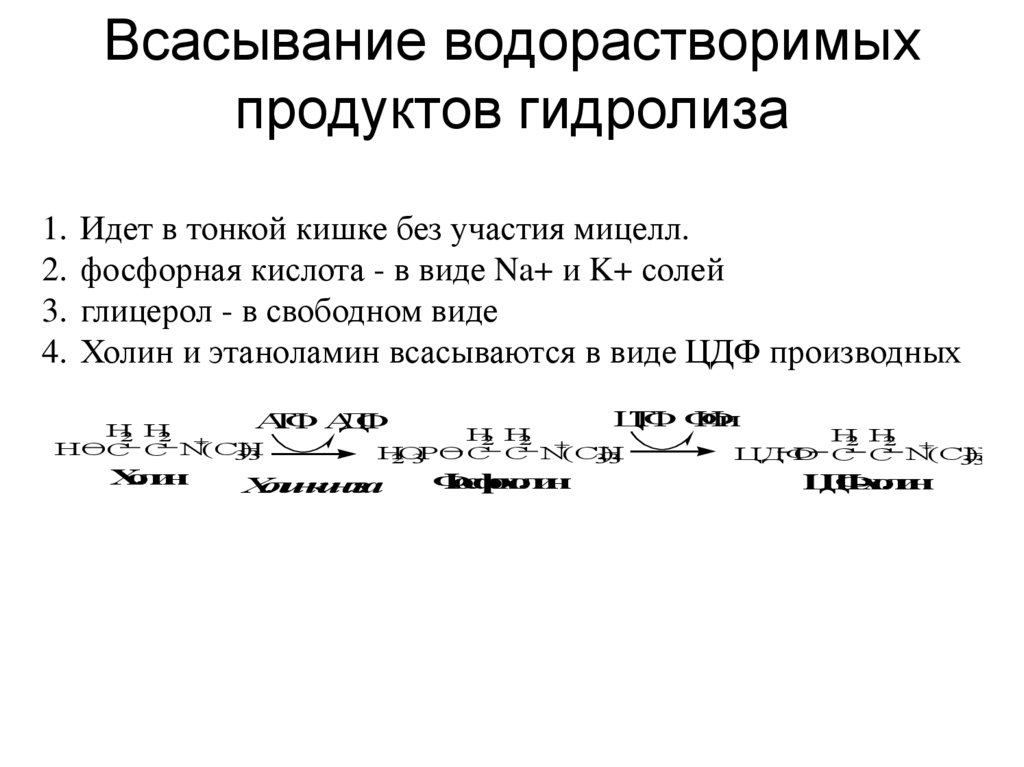 Всасывание водорастворимых продуктов гидролиза