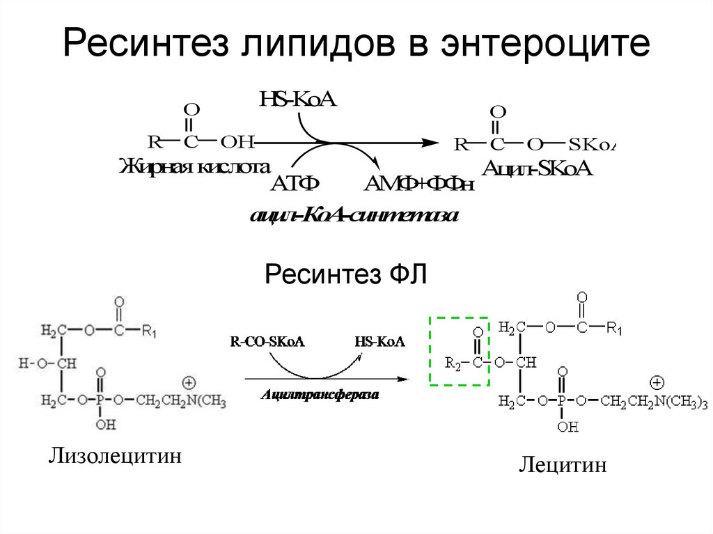 Ресинтез липидов в энтероците