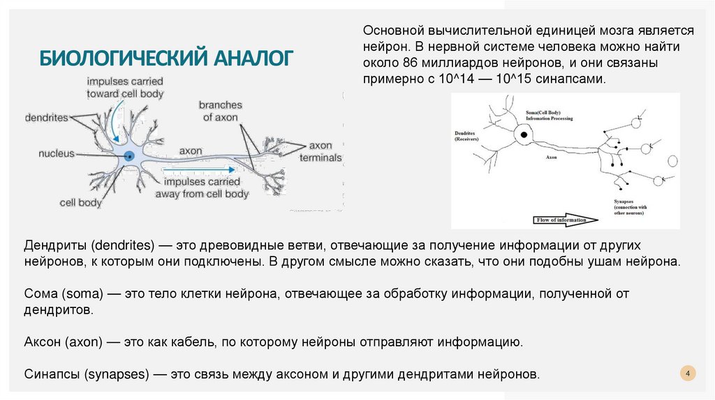 Биологический аналог