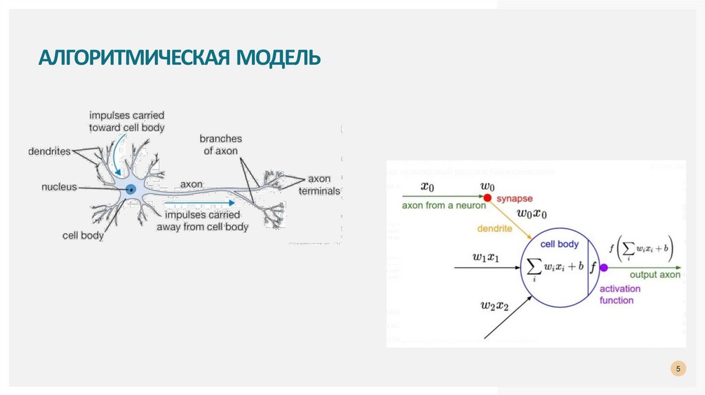 Алгоритмическая модель