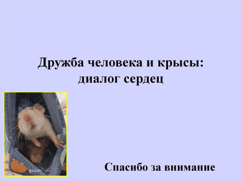 Дружба человека и крысы: диалог сердец