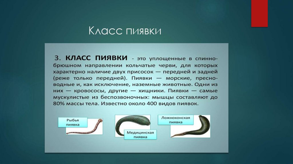 Класс пиявки