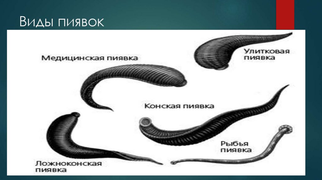 Виды пиявок