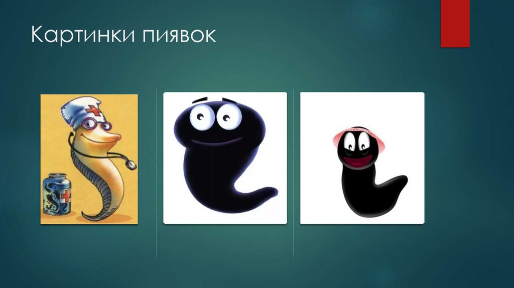 Картинки пиявок