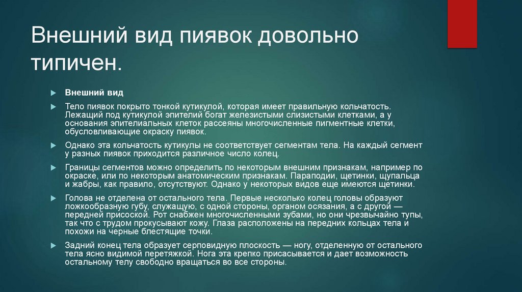 Внешний вид пиявок довольно типичен.