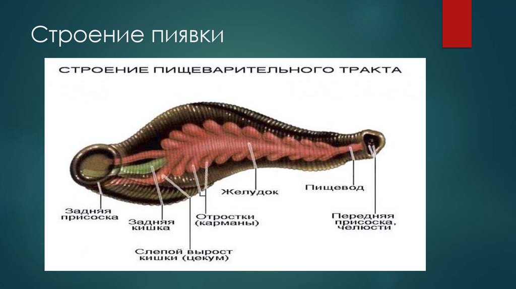 Строение пиявки