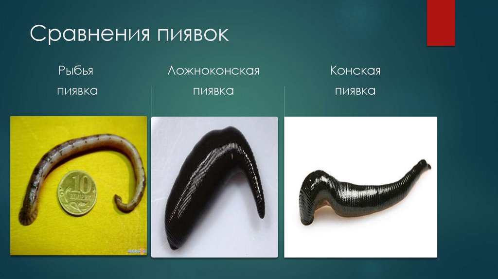 Сравнения пиявок