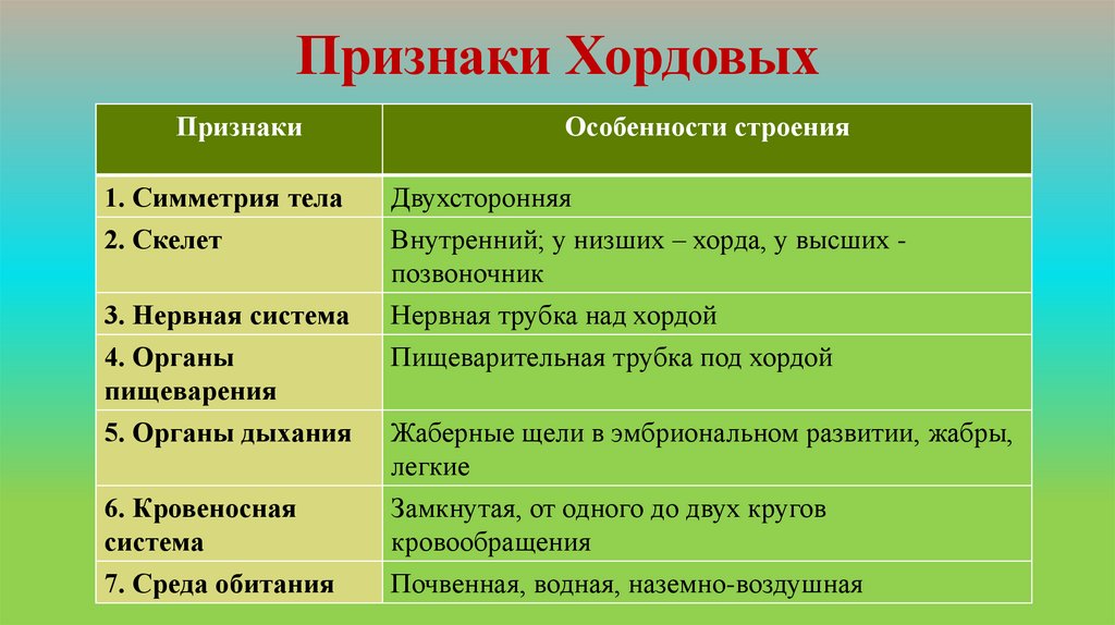Признаки Хордовых