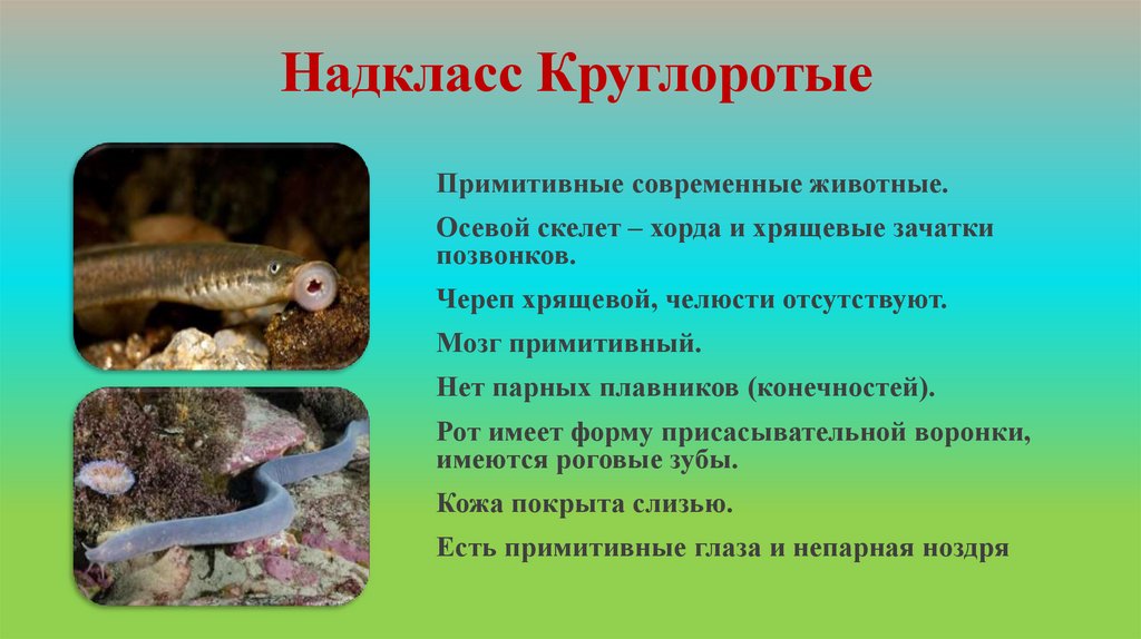 Надкласс Круглоротые