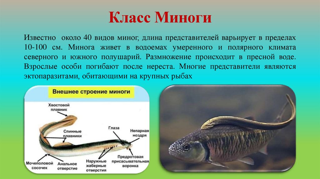 Класс Миноги